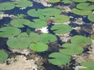 PICTURES/Everglades Air-Boat Ride/t_IMG_8987.JPG